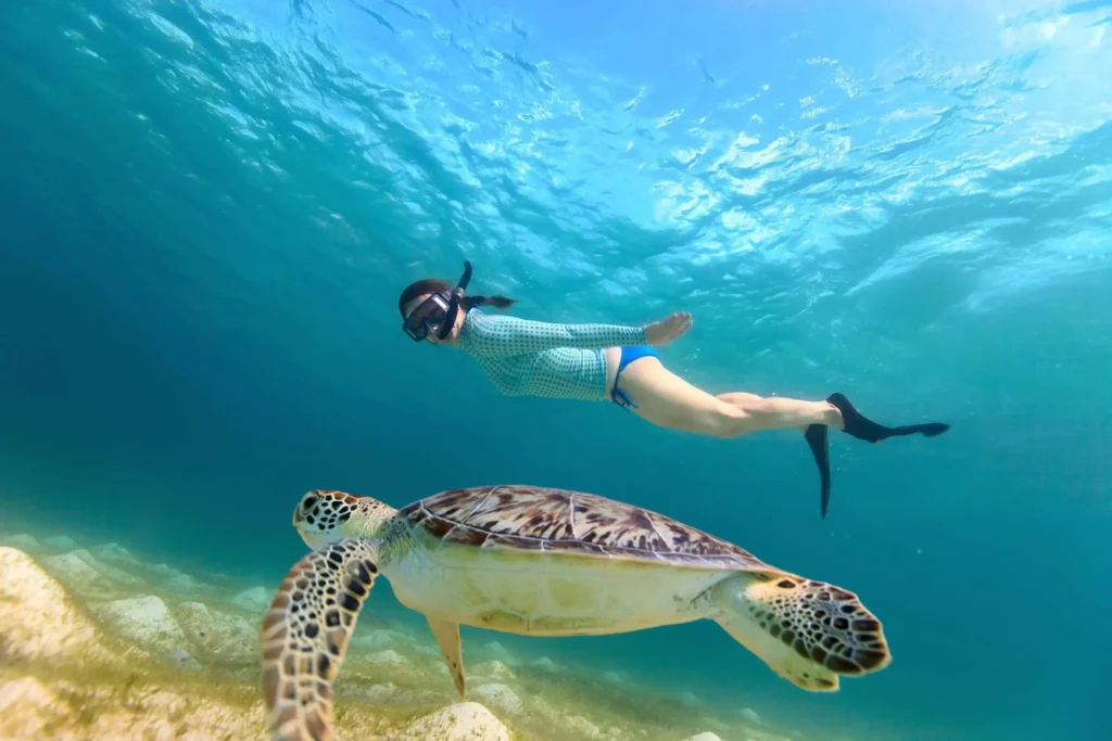 Sea turtle spotted during a half-day snorkeling adventure in Playa Flamingo